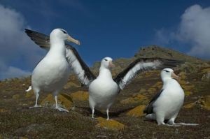 albatrozes-e-petreis-6