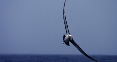 Albatroz-de-nariz-amarelo-do-Atlântico (Thalassarche chlororhynchos), uma das espécies de albatroz ameaçada de extinção