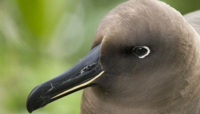 Albatroz-negro (Phoebetria fusca)