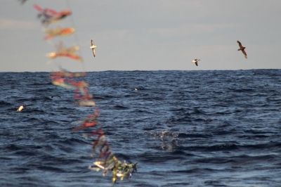 Toriline, equipamento que afugenta as aves marinhas