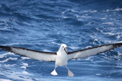 Albatroz-de-nariz-amarelo-do-Atlântico (Thalassarche chlororhynchos), uma das espécies de albatroz ameaçada de extinção, pousando no mar