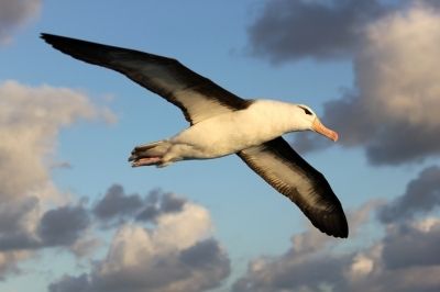 albatroz de sobrancelha-negra