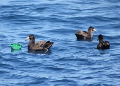 Lixo ao lado de petrel-gigante, em alto mar