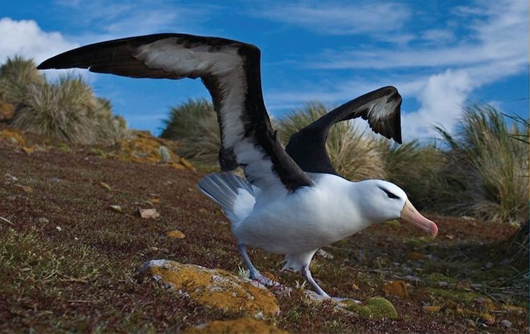 Albatroz Sobrancelha Negra