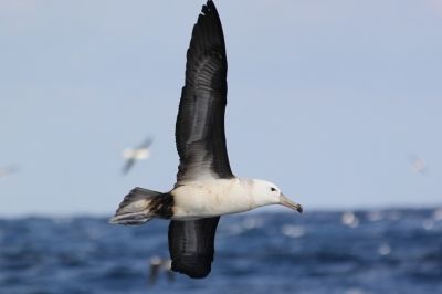 Albatroz alçando o vôo