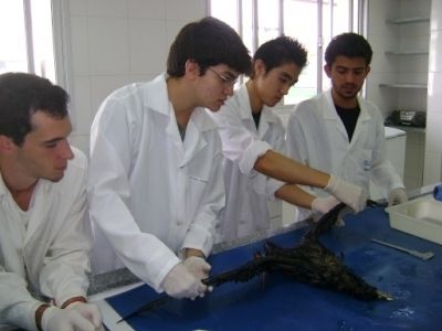 Alunos da UNESP durante ação do Projeto para processamento de Petrel, em 2012