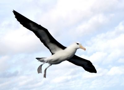 Albatroz-de-sobrancelha-negra (Thalassarche melanophris) planando