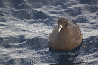 Pardela-preta, uma das espécies de petréis ameaçadas de extinção (Foto: Projeto Albatroz/Fabiano Peppes)