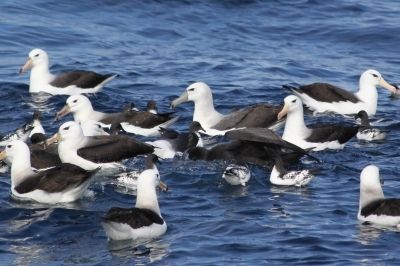 Albatrozes-de-sobrancelha-negra em alto-mar