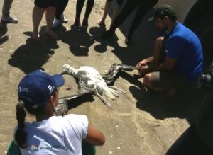 Saída a campo do minicurso 'Biologia e Conservação de Aves Marinhas'