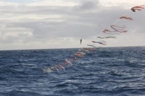 O toriline funciona como espantalho de aves marinhas. Foto 3: Dimas Gianuca/ Projeto Albatroz