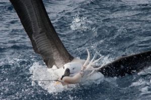 Albatroz-de-sobrancelha-negra fisga isca do espinhel pelágico. A captura incidental ocorre durante a largada das iscas. Ao tentarem se alimentar, as aves marinhas podem ficar presas no anzol e morrerem afogadas. Foto: Fabiano Peppes/Projeto Al