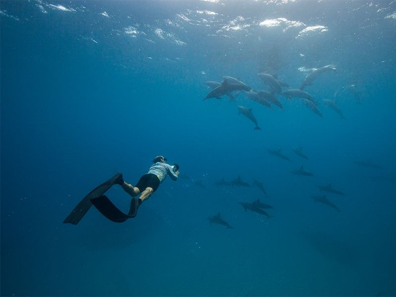 Foto Noti?cias_Golfinho Rotador