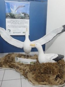 -projetoalbatroz-exposic-a-o-museu-oceanogra-fico-arrraial-do-cado-novembro-5-co-pia