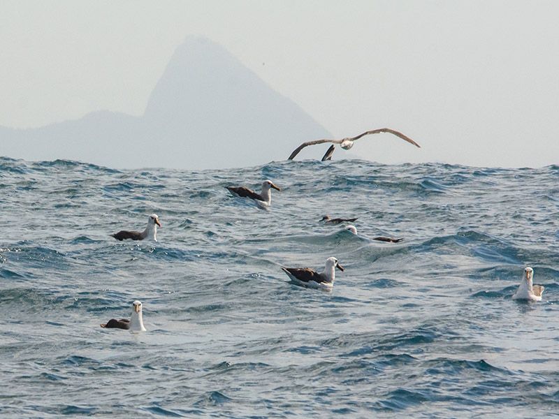 Foto Noti?cias_Mar de albatrozes