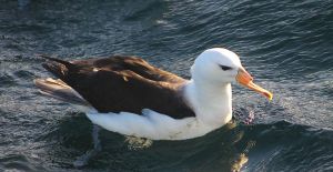 Black-browed albatross photrographed from a vessel off souther Brazil (Photo_Nicholas Daudt)