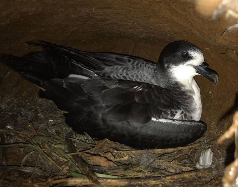 Petrel-de-Galpagos