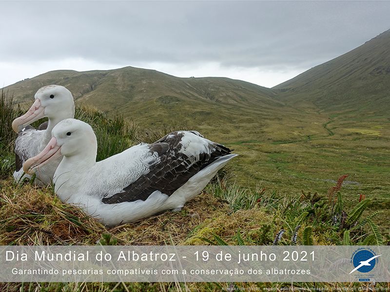 Foto Notícias_WorldAlbatrossDay