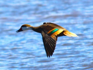 Marreca-toicinho (Anas bahamensis). Imagem: Eduardo Pimenta