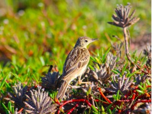 Caminheiro-zumbidor (Anthus lutescens). Imagem: Eduardo Pimenta