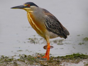 Socozinho (Butorides striata). Imagem: Eduardo Pimenta