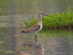 Maarico-de-bico-virado (Limosa haemastica). Imagem: Eduardo Pimenta