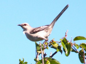 Sabi-da-praia (Mimus gilvus). Imagem: Eduardo Pimenta