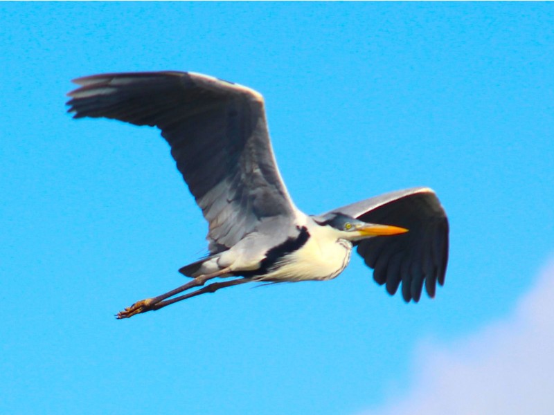 gara-moura (Ardea cocoi). Imagem: Eduardo Pimenta