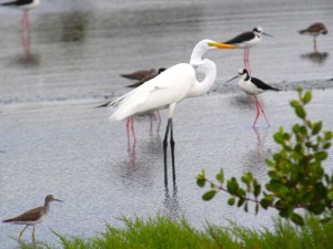 Gara-branca-grande (Ardea alba)