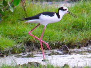 Pernilongo-de-costas-brancas (Himantopus melanurus. Imagem: Eduardo Pimenta