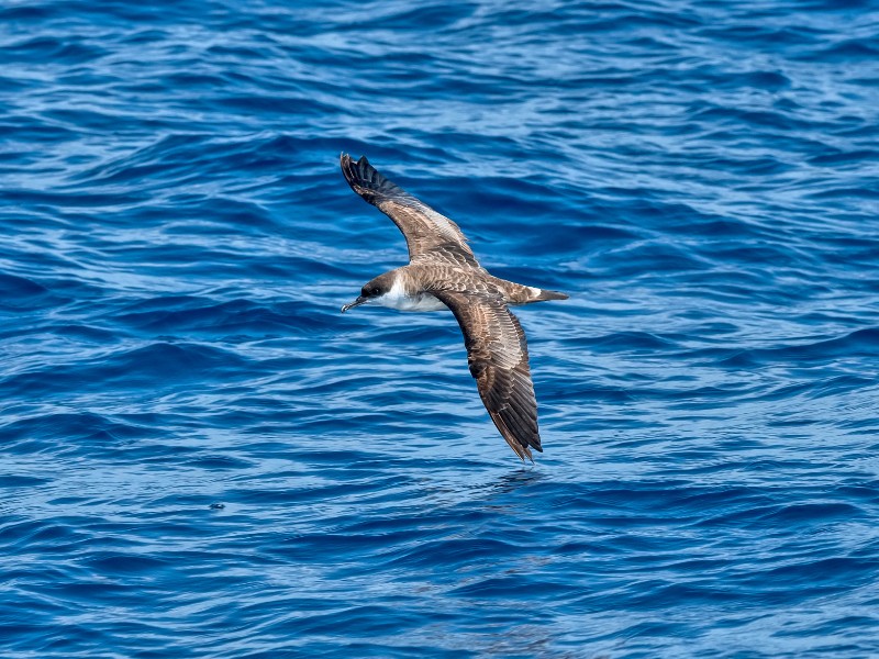 Bobo-grande Leo Mer�on