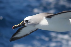 Dia Mundial do Albatroz: h� 36 anos, projeto brasileiro aposta em pesquisa e educa��o ambiental para conservar aves oce�nicas