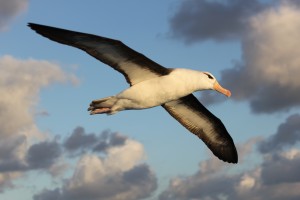 Dia Mundial do Albatroz: h� 36 anos, projeto brasileiro aposta em pesquisa e educa��o ambiental para conservar aves oce�nicas