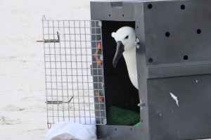 Albatroz reabilitado retorna à natureza na Região dos Lagos (RJ) Albatroz reabilitado retorna à natureza na Região dos Lagos (RJ)