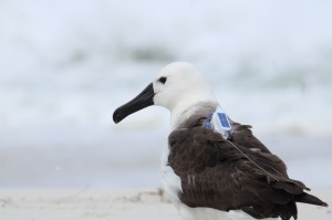 Albatroz reabilitado retorna à natureza na Região dos Lagos (RJ) Albatroz reabilitado retorna à natureza na Região dos Lagos (RJ)