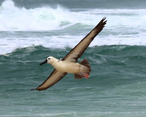 Albatroz reabilitado retorna à natureza na Região dos Lagos (RJ) Albatroz reabilitado retorna à natureza na Região dos Lagos (RJ)