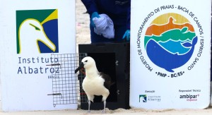 Albatroz reabilitado retorna à natureza na Região dos Lagos (RJ) Albatroz reabilitado retorna à natureza na Região dos Lagos (RJ)