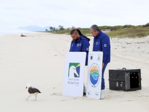 Albatroz reabilitado retorna à natureza na Região dos Lagos (RJ) Albatroz reabilitado retorna à natureza na Região dos Lagos (RJ)
